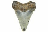 Serrated, Juvenile Megalodon Tooth - South Carolina #360944-1